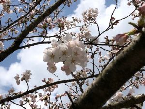 桜は 8分咲き 間もなく満開 精進料理の心息づく豆腐創作料理レストラン 永平寺 禅とうふの郷 幸家 さちや